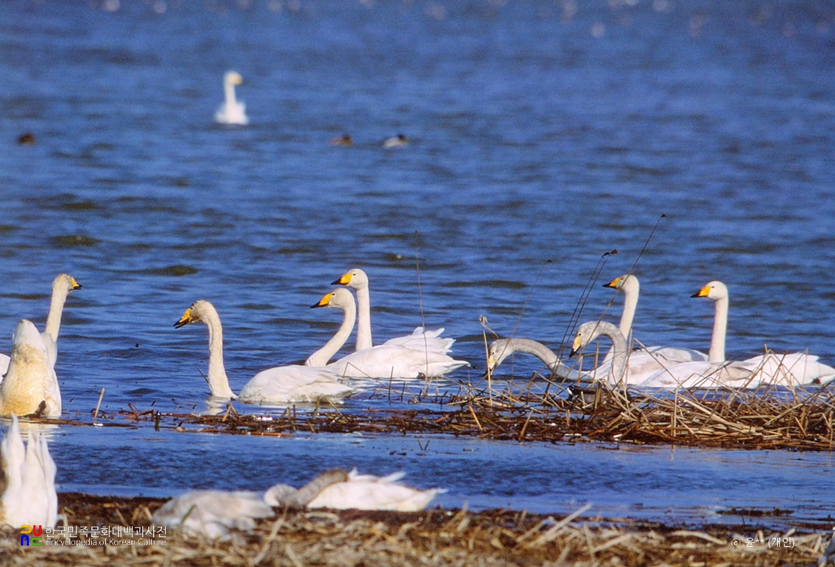 진도 고니류 도래지