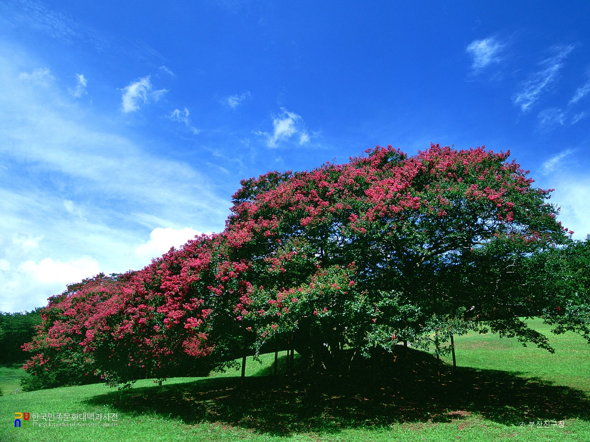 부산 양정동 배롱나무