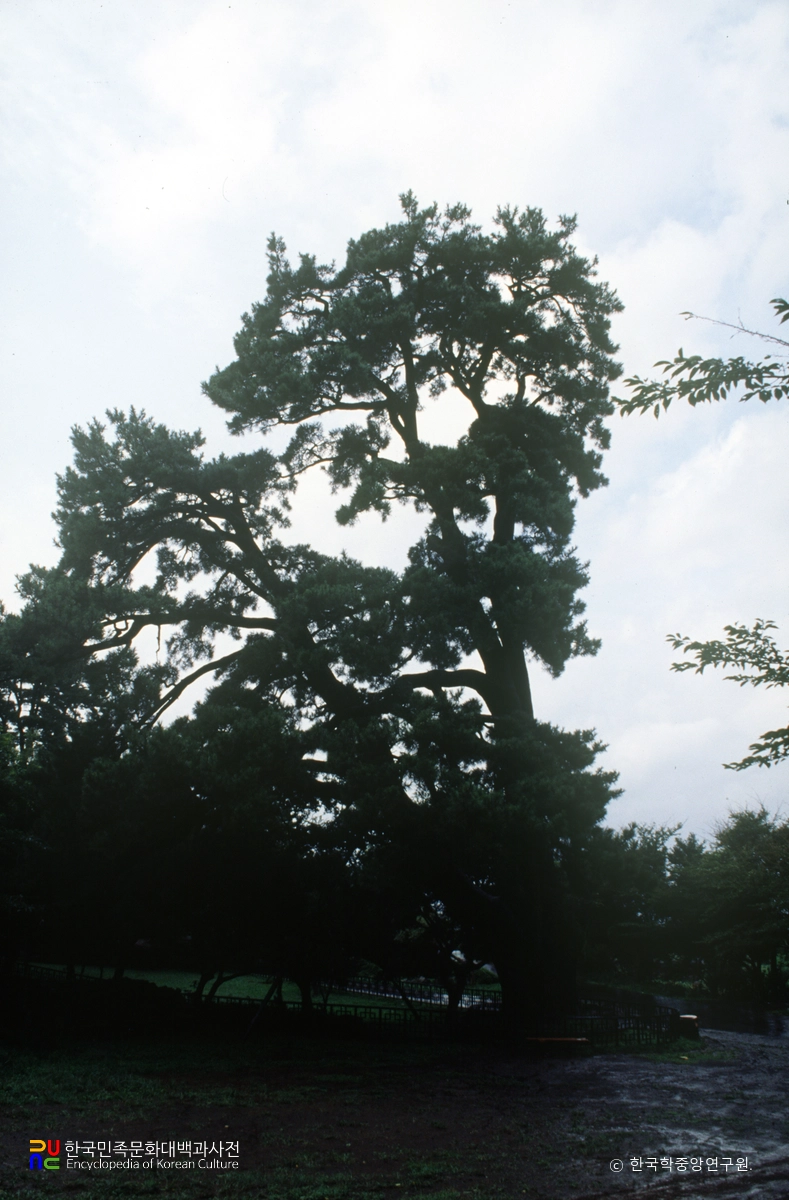 제주 산천단 곰솔 군 흑송