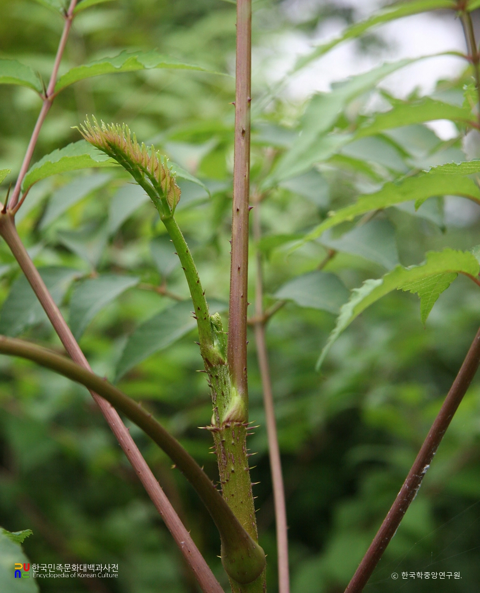 두릅나무