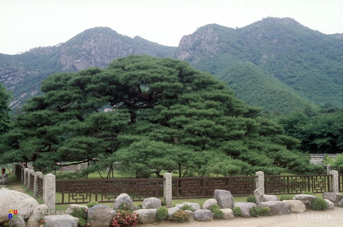 청도 운문사 처진소나무