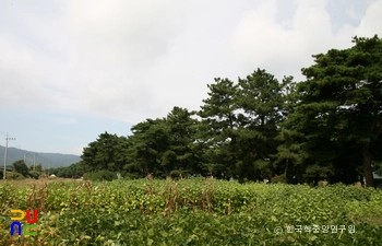 포항 북송리 북천수