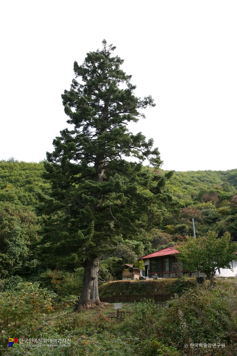 진안 천황사 전나무