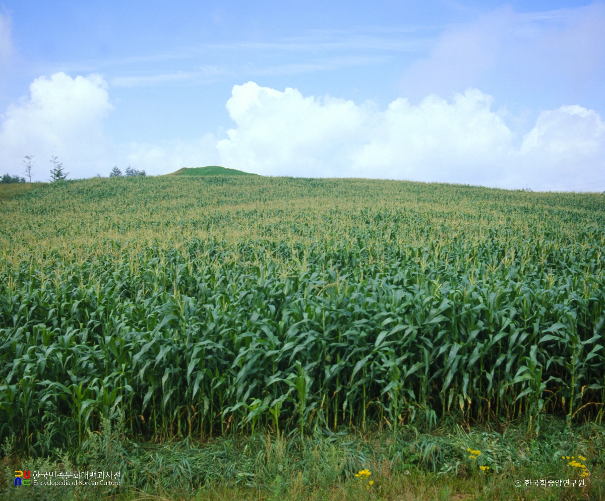 옥수수밭