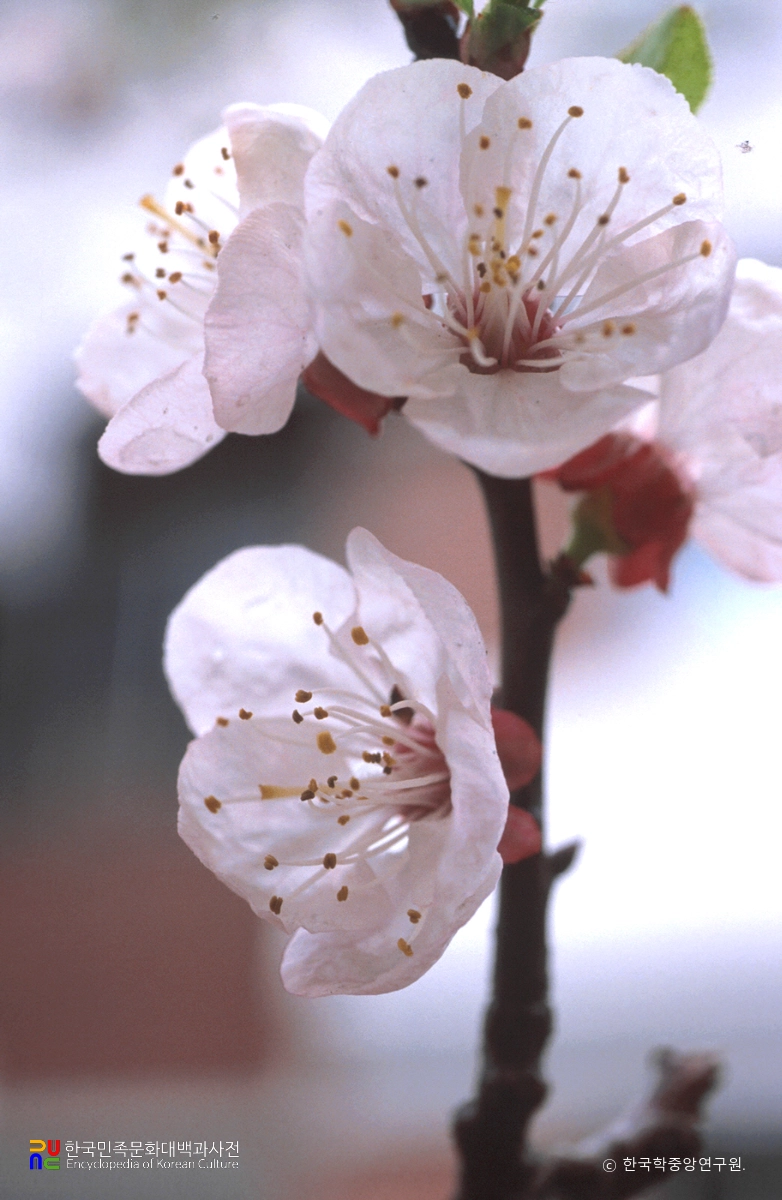 살구꽃