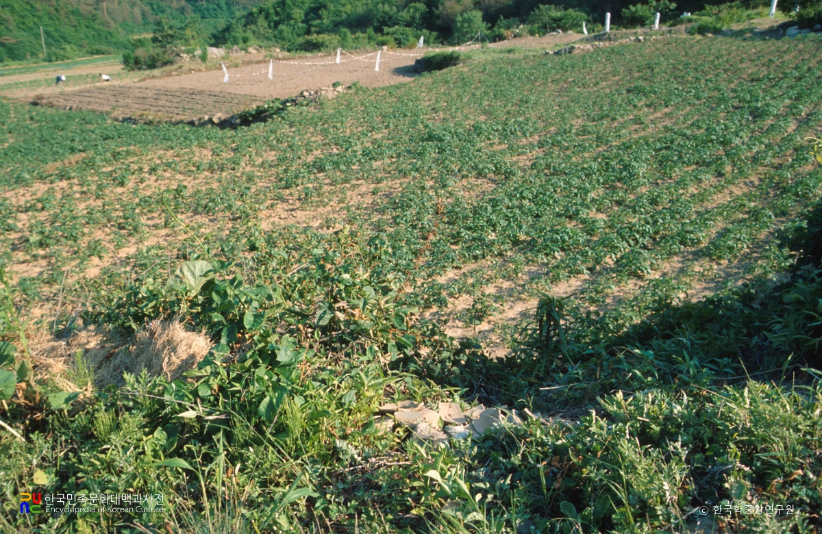 강릉 보광리 분청자 요지