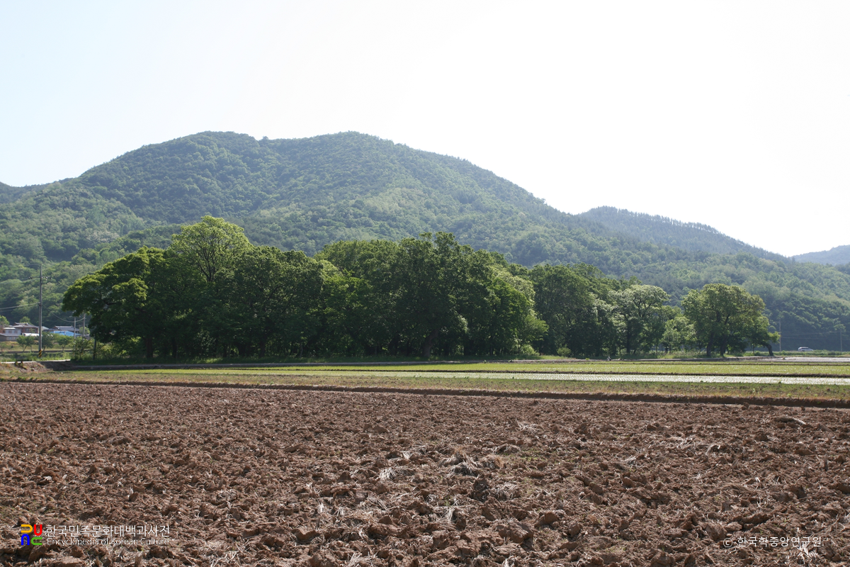 영덕 도천리 도천숲