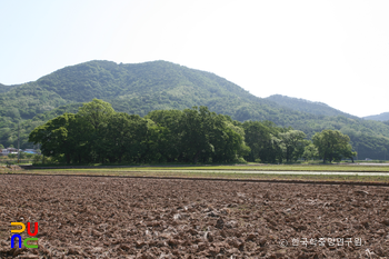 영덕 도천리 도천숲