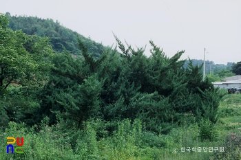 청도 명대리 뚝향나무