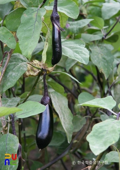 가지