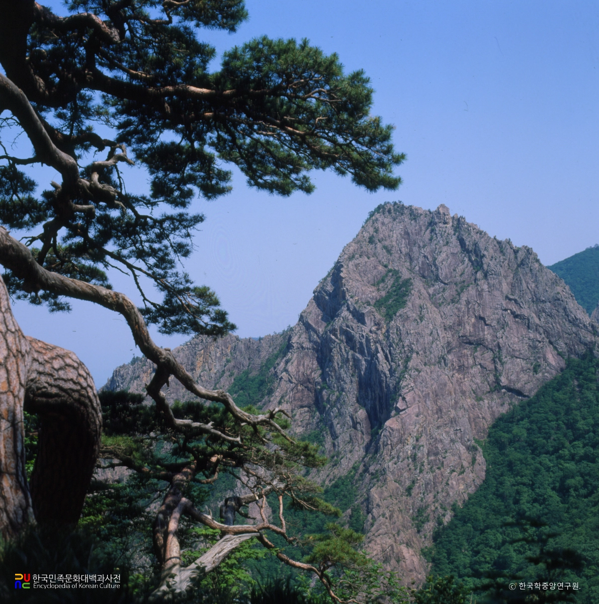 설악산 무학송