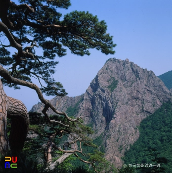 설악산 무학송