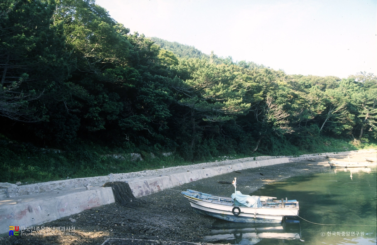 통영 비진도 팔손이나무 자생지