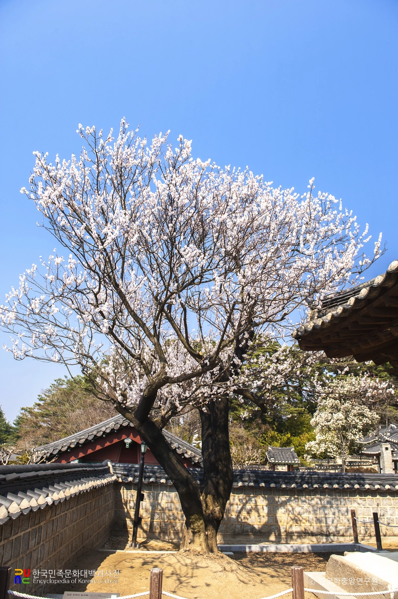 강릉 오죽헌 율곡매