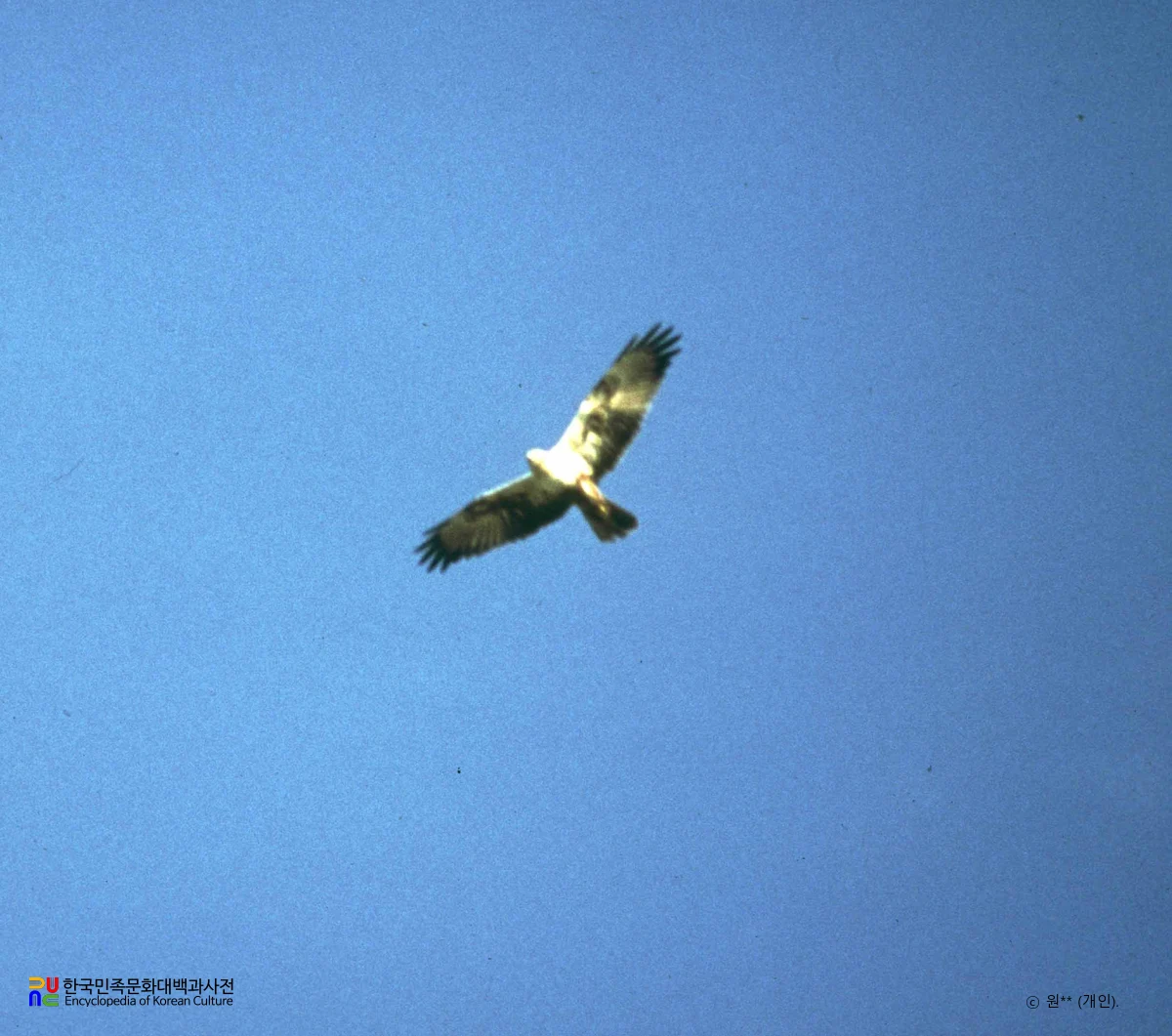 매류 중 개구리매