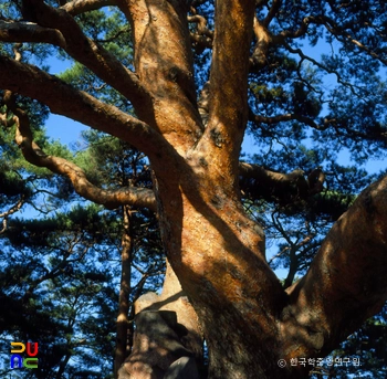 괴산 삼송리 소나무