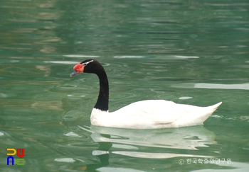 검은목고니