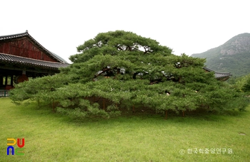 청도 운문사 처진소나무