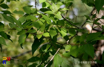 영양 주사골 시무나무와 비술나무숲 중 비술나무