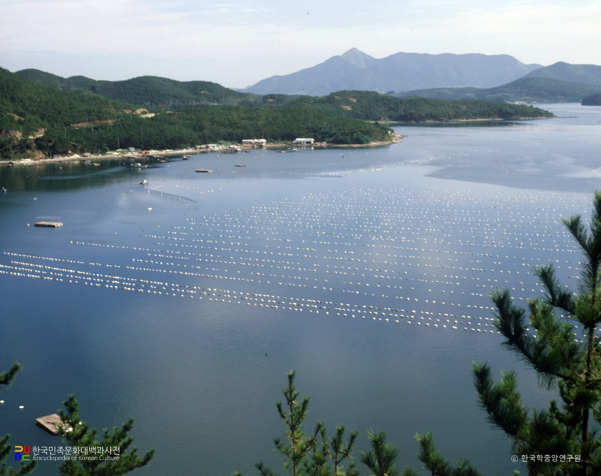 굴 양식장