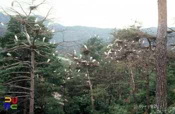 백로떼