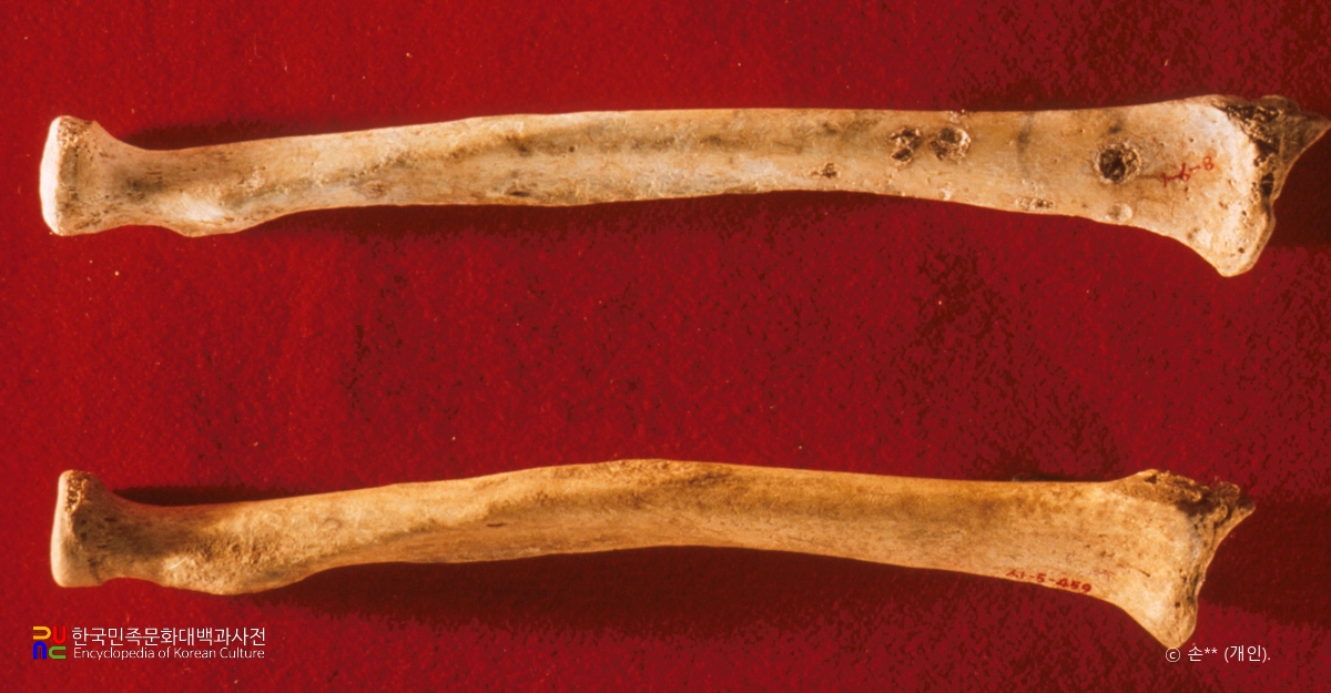 상시 슬기사람의 앞팔뼈