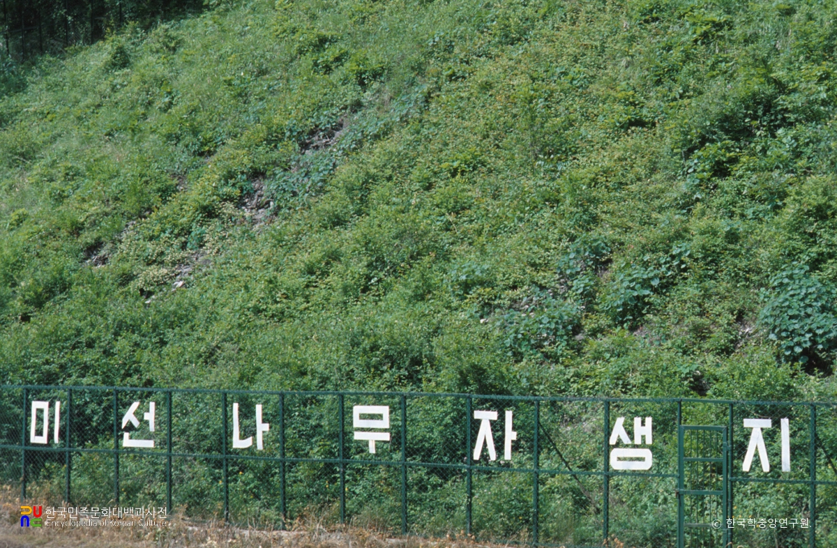 괴산 추점리 미선나무 자생지