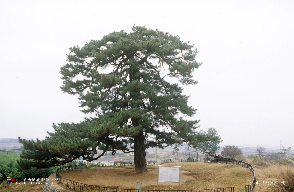 익산 신작리 곰솔