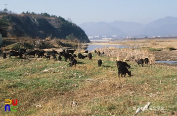 염소 사육