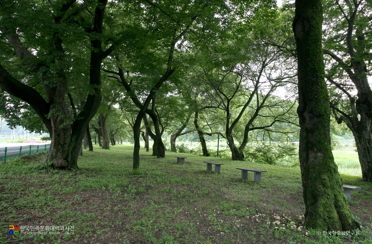 영천 자천리 오리장림