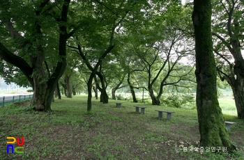 영천 자천리 오리장림