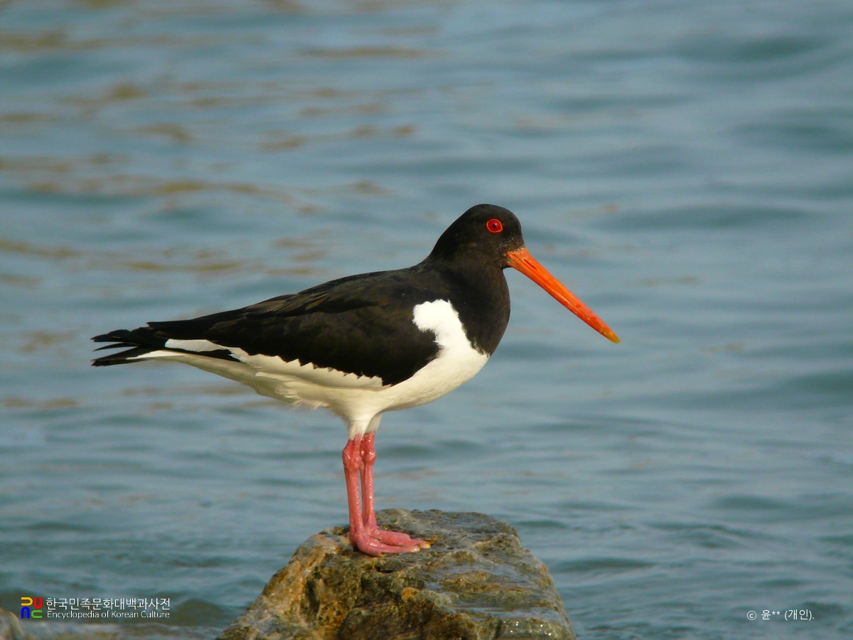 검은머리물떼새