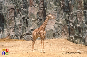 기린