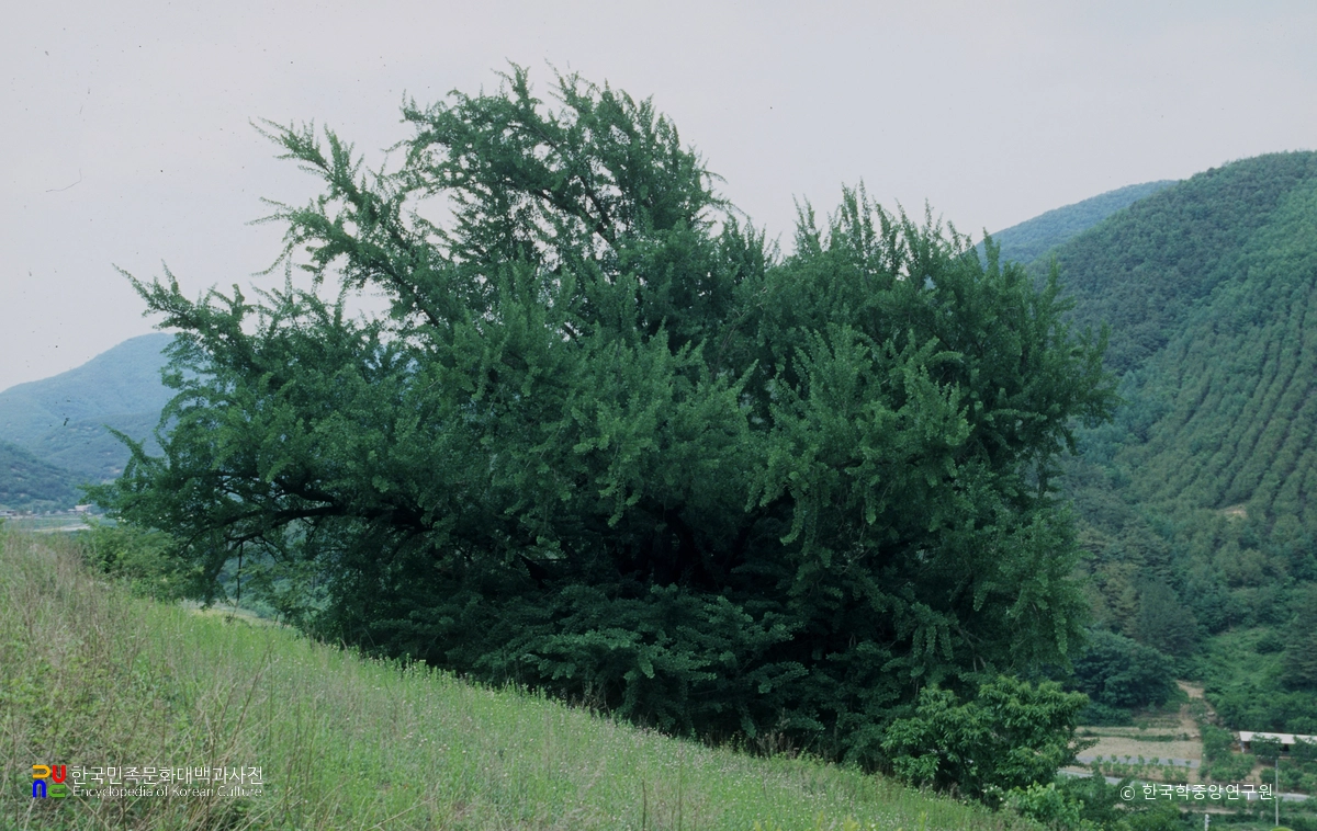 청도 하평리 은행나무