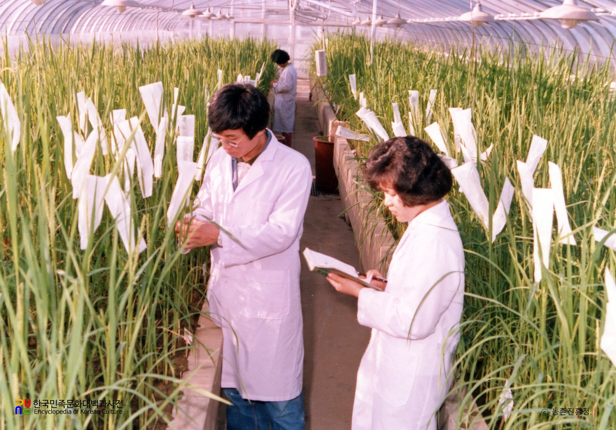인공교배 시험 장면