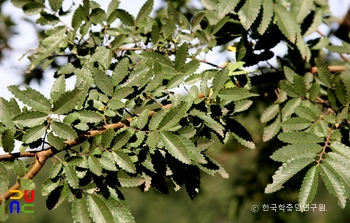 영양 주사골 시무나무와 비술나무숲 중 시무나무