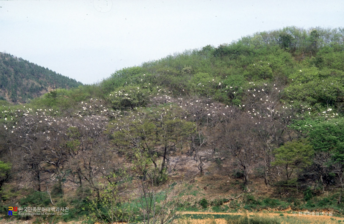 고흥 내발리 백로 및 왜가리 도래지
