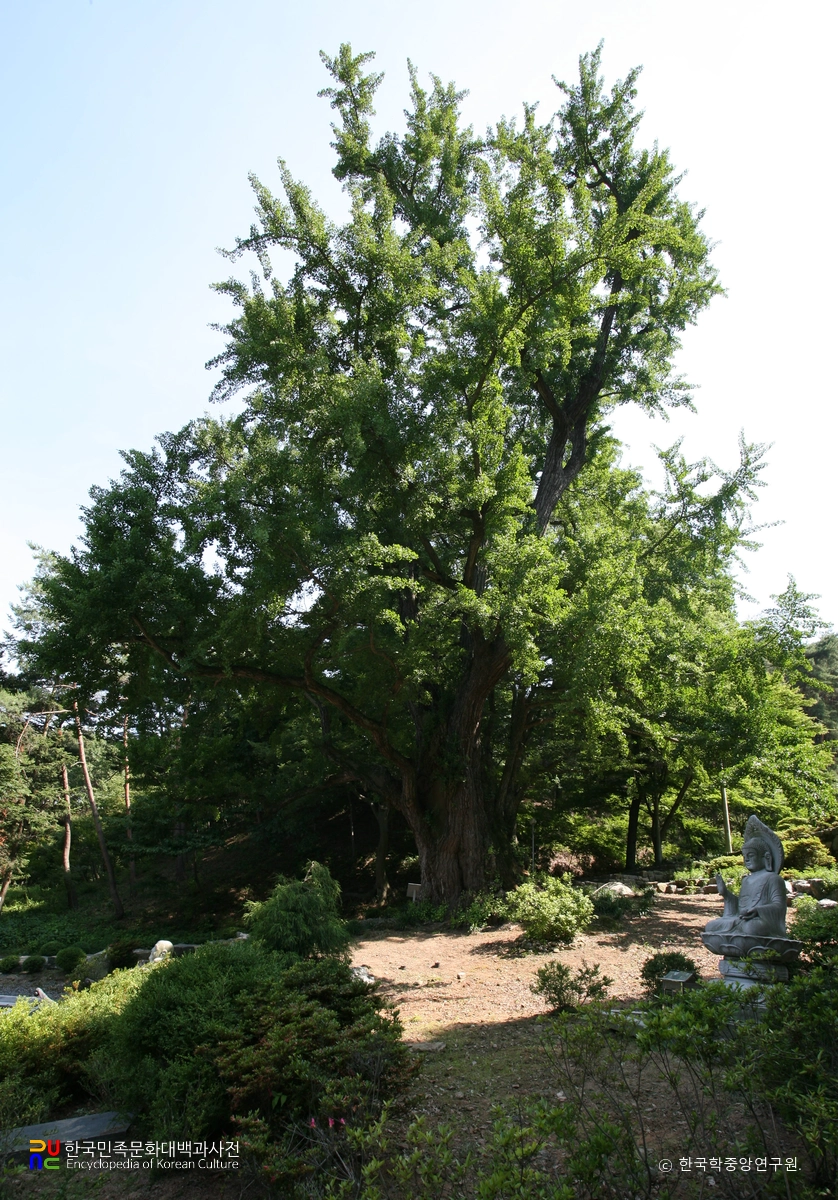 태안 흥주사 은행나무