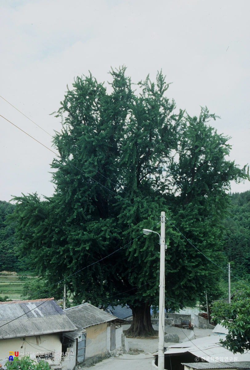 금릉 추량리 은행나무