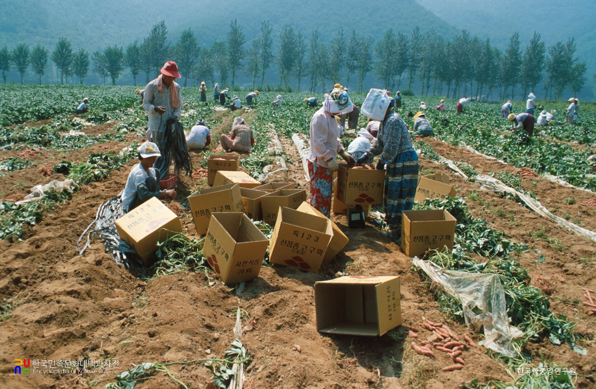 고구마 수확
