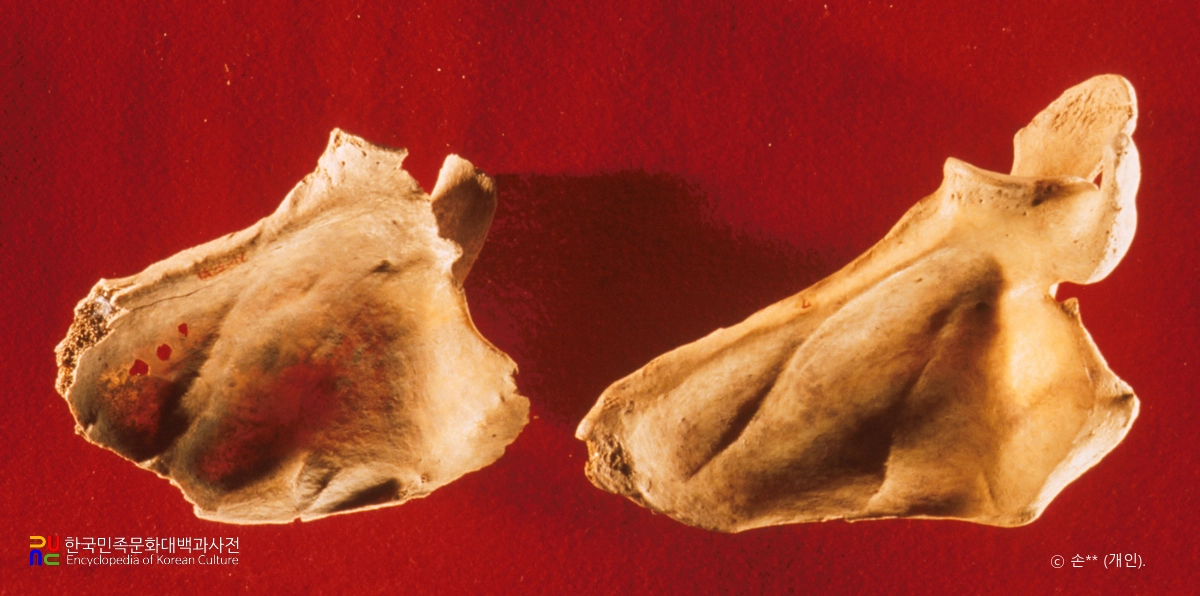 상시 슬기사람의 주걱뼈