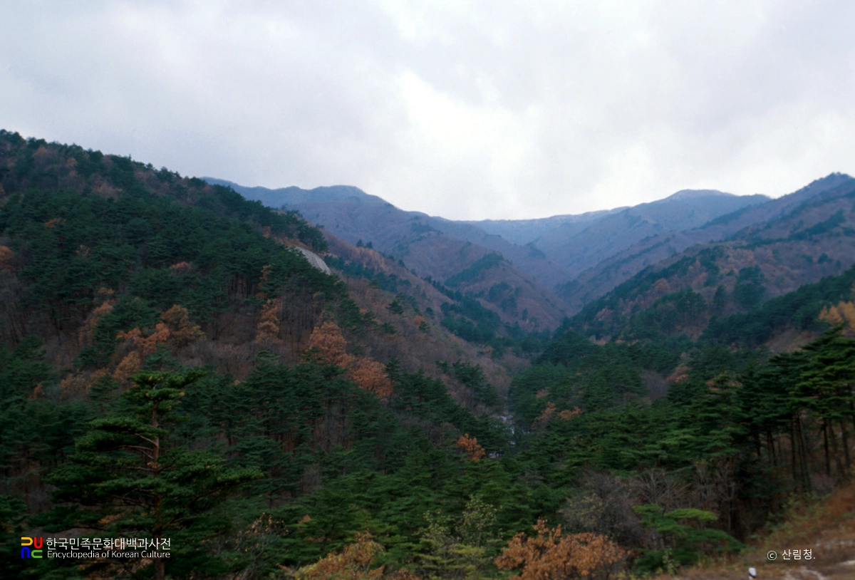 산림청 조림지
