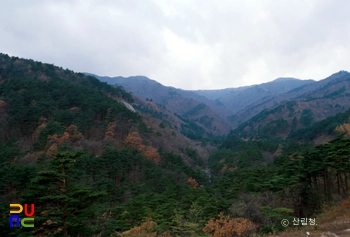 산림청 조림지