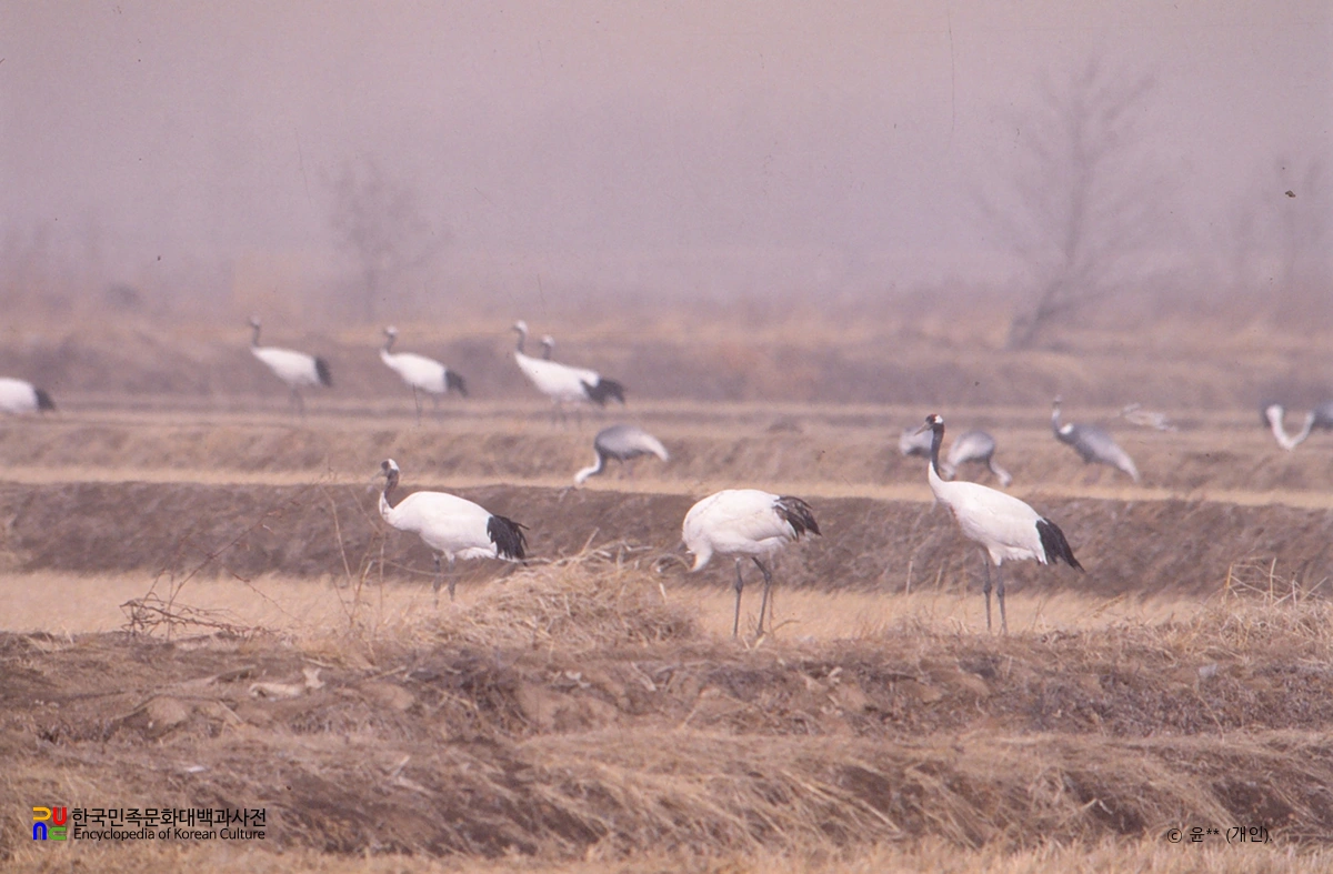 철원 철새 도래지
