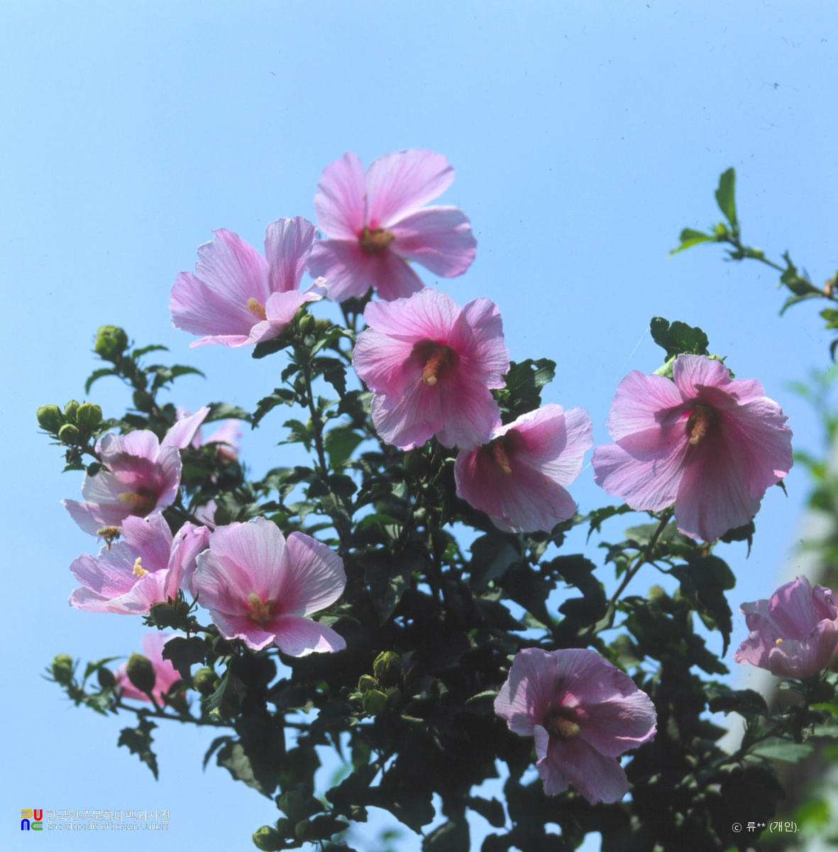 무궁화 / 새아침