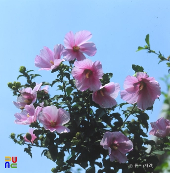 무궁화 / 새아침