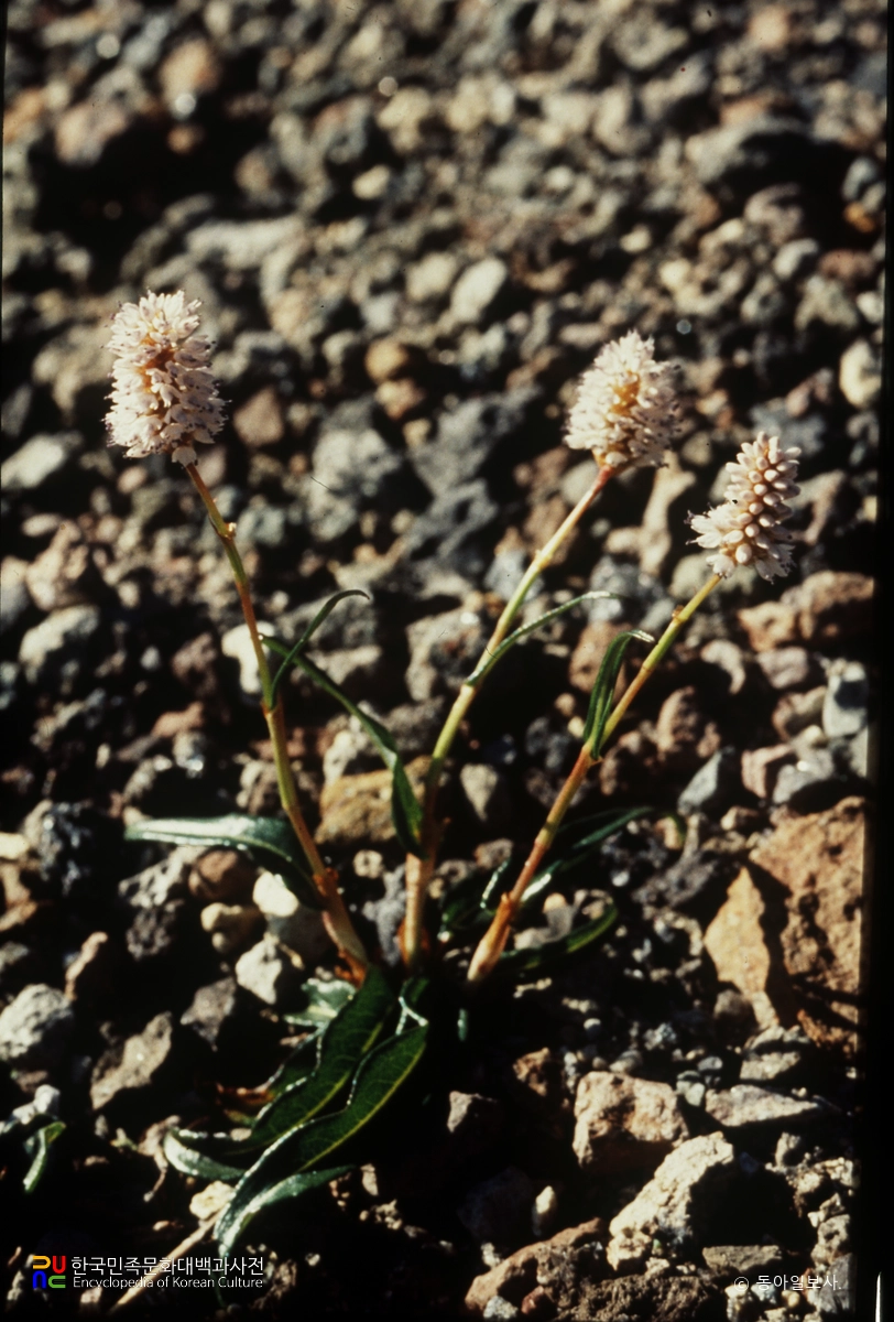 씨범꼬리 / 백두산 자생식물