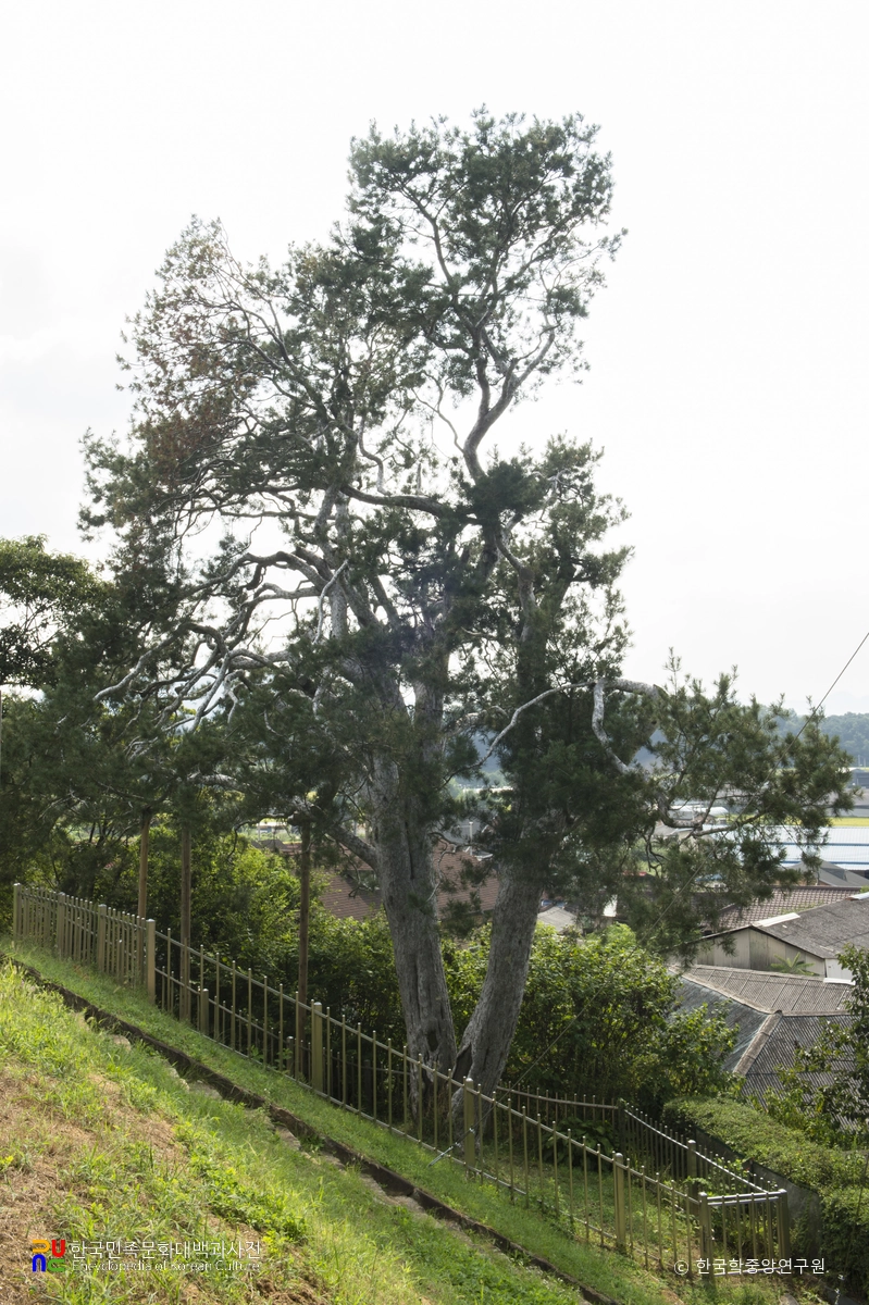 이천 신대리 백송