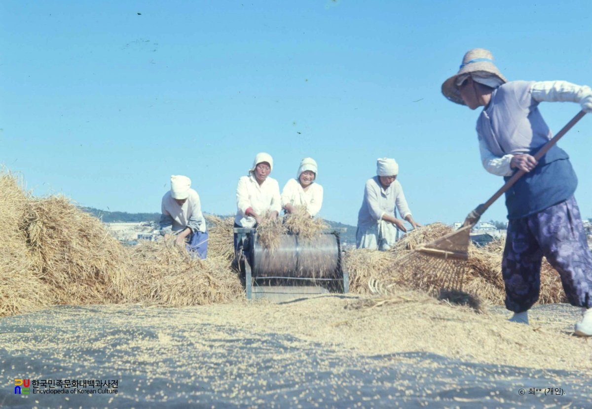 재래식 탈곡기를 이용한 벼 탈곡