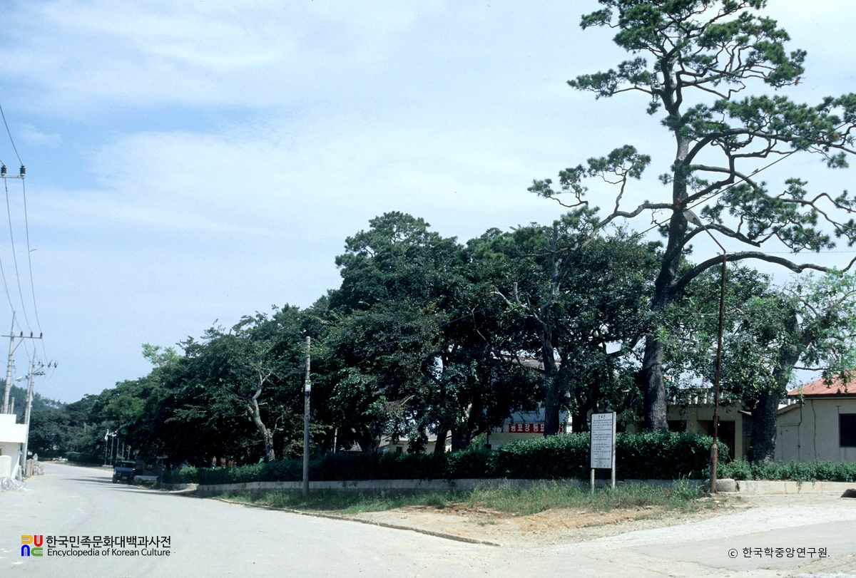 신안 도창리 노거수